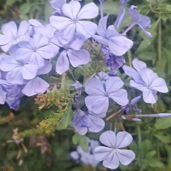 Photo of the plant species Blue Plumbago by @LitheRosemary51 named Diana on Greg, the plant care app