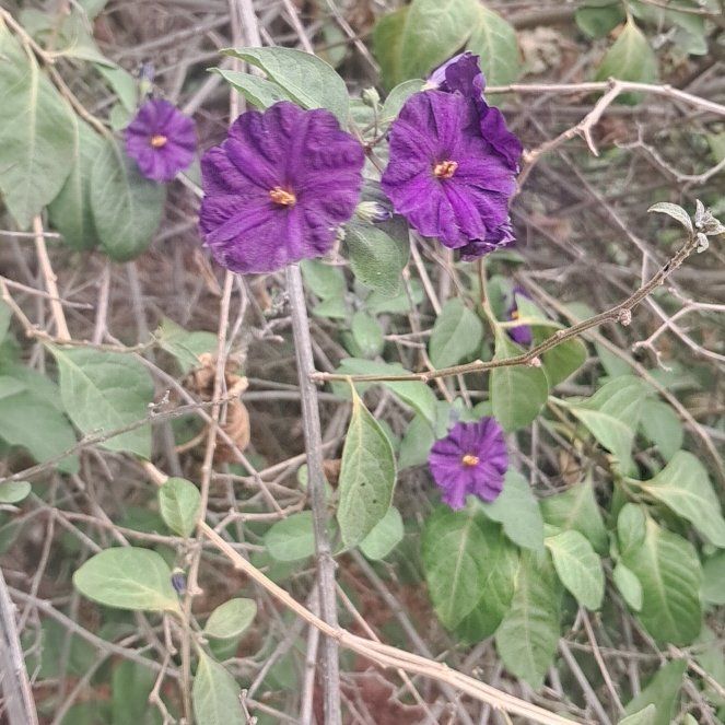 Photo of the plant species Blue Potato Bush by @LitheRosemary51 named Harper on Greg, the plant care app