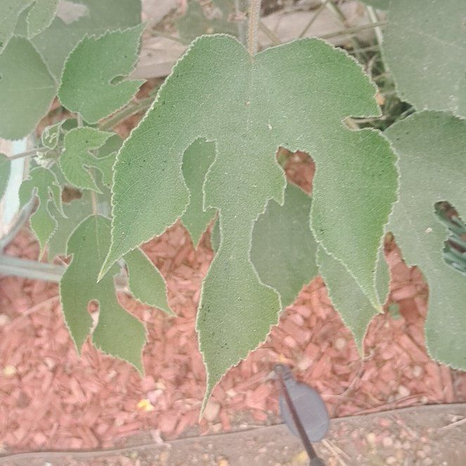 Photo of the plant species Broussonetia Papyrifera by @LitheRosemary51 named Duke on Greg, the plant care app