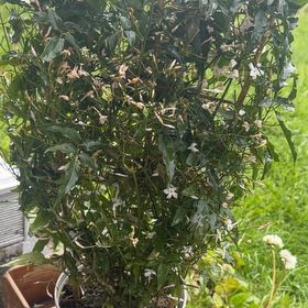 Photo of the plant species White Jasmine by @PlantMum98 named Jasmine on Greg, the plant care app