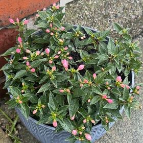 Photo of the plant species Fuchsia 'Alice Hoffman' by @PlantMum98 named Alice on Greg, the plant care app