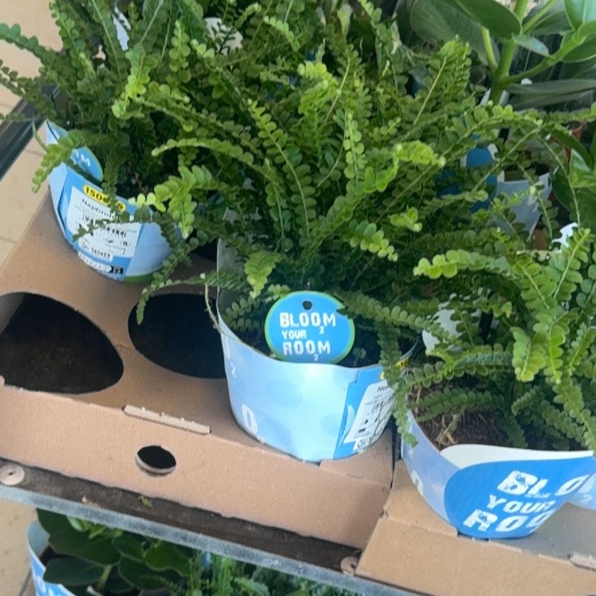 Photo of the plant species Button fern by @PlantMum98 named Taylor Swift on Greg, the plant care app