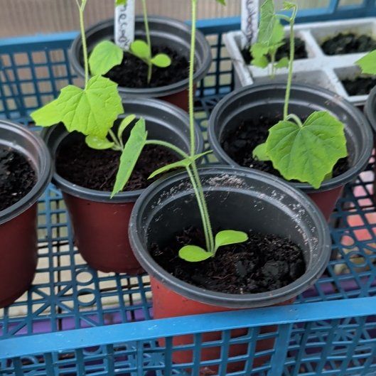 Photo of the plant species Cucamelon by @DeanEllisia6 named Bieber on Greg, the plant care app