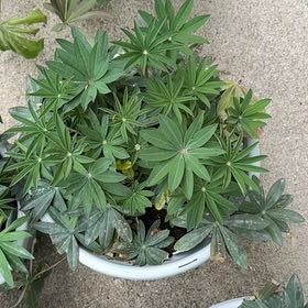 Photo of the plant species Big-Leaved Lupine by @PreparedAlula90 named Delilah on Greg, the plant care app