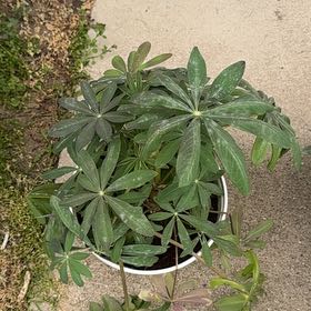 Photo of the plant species Big-Leaved Lupine by @PreparedAlula90 named Nithin on Greg, the plant care app
