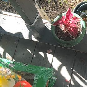 Photo of the plant species April Fool by @DeftLovage66 named Elina on Greg, the plant care app