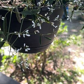 Photo of the plant species European Mistletoe by @DeftLovage66 named Rihanna on Greg, the plant care app