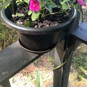 Photo of the plant species Buzzy Lizzy by @DeftLovage66 named Muhammad Ali on Greg, the plant care app