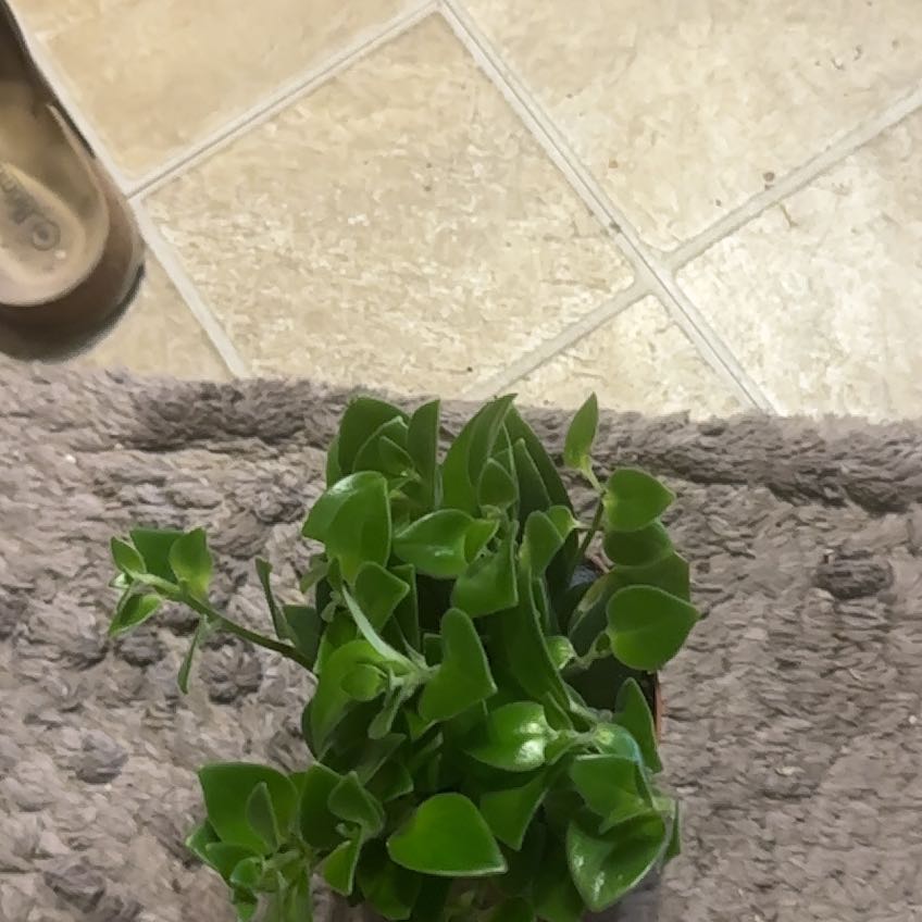 Photo of the plant species Smilax by @DeftLovage66 named Captain Plant-it on Greg, the plant care app
