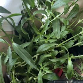 Photo of the plant species Sweet William by @DeftLovage66 named Sage on Greg, the plant care app
