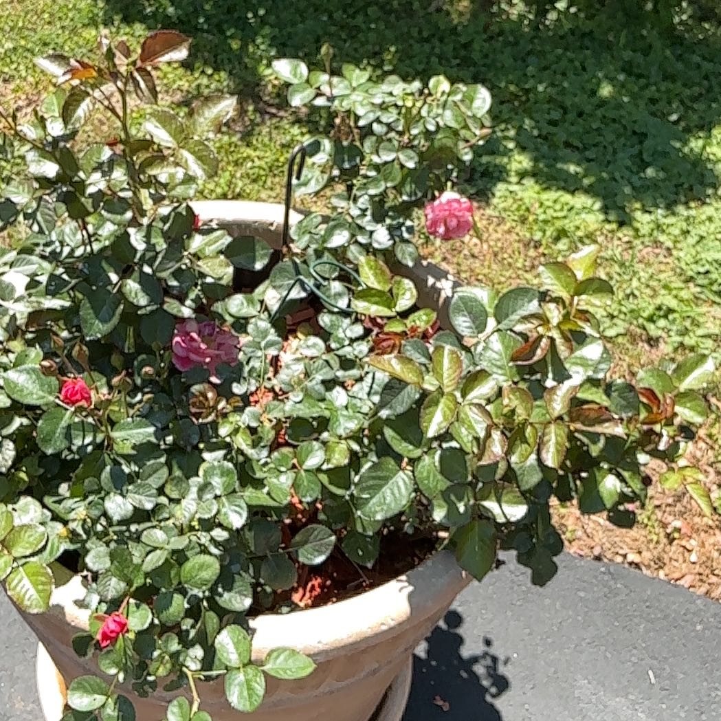 Photo of the plant species Asian Jasmine by @MightyRimu50 named Ulysses S Plant on Greg, the plant care app