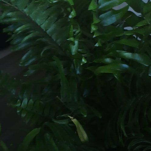 Photo of the plant species Macho Fern by @TrueRedwood1 named Randy on Greg, the plant care app
