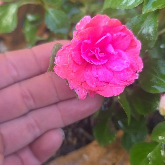 Photo of the plant species Japanese Camellia by @StrikingViszsla named Baesil on Greg, the plant care app