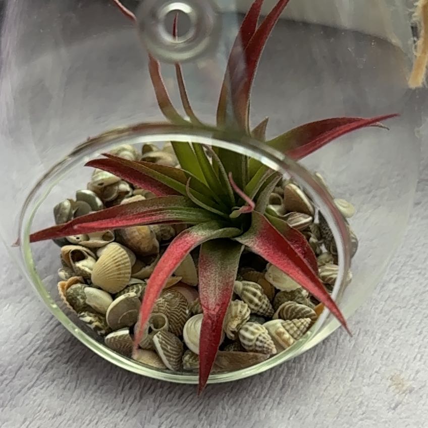 Bloom