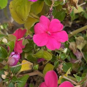 Photo of the plant species Impatiens by @-Maci- named Summer on Greg, the plant care app