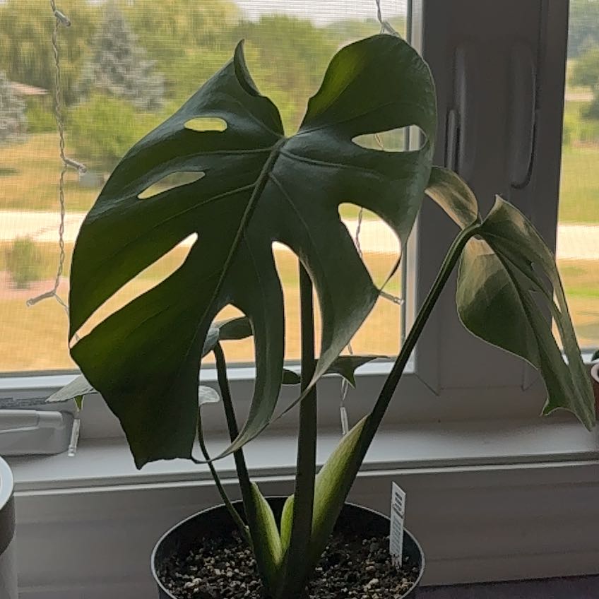 Maia