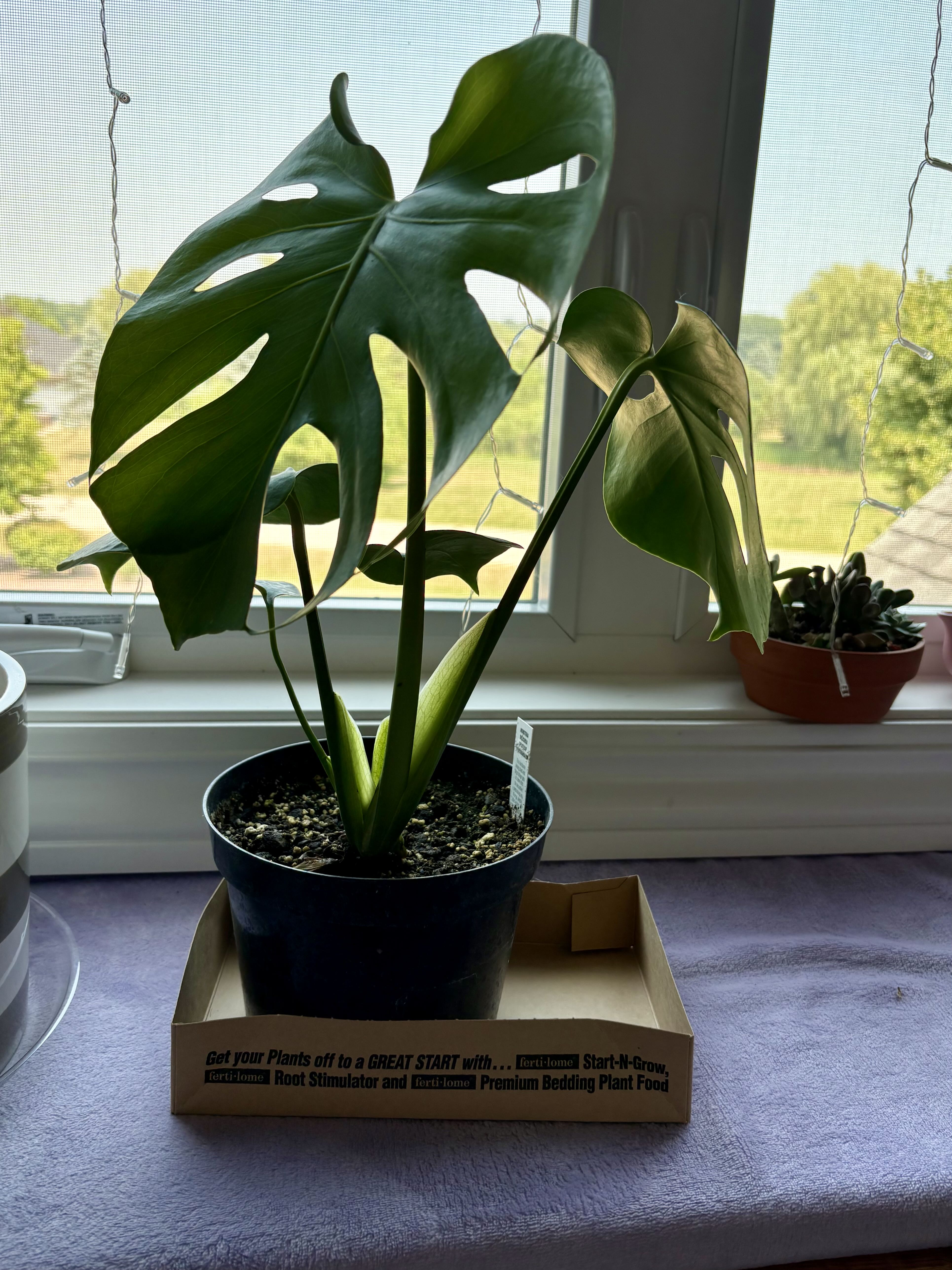 Photo from the post