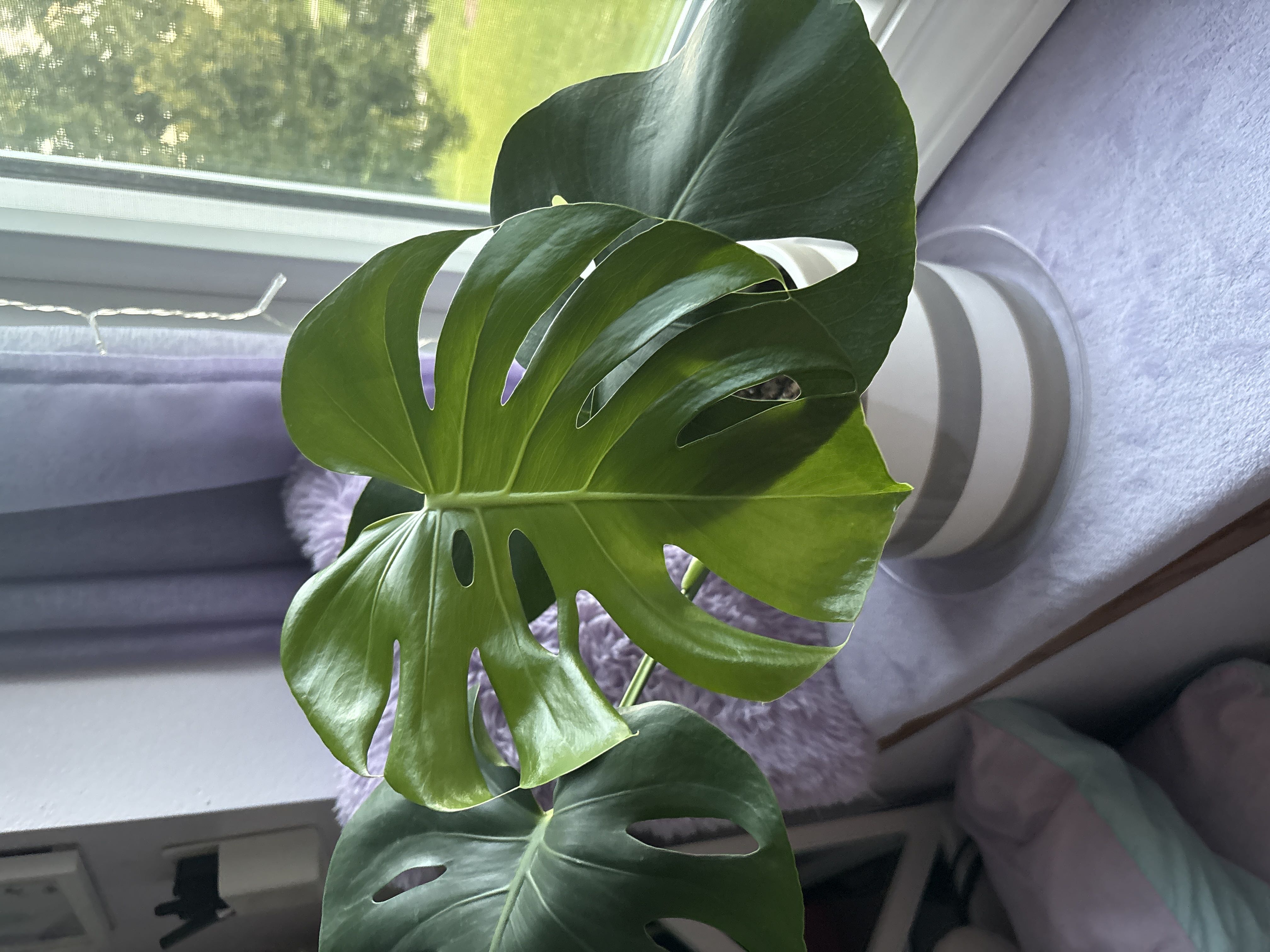 Photo from the post