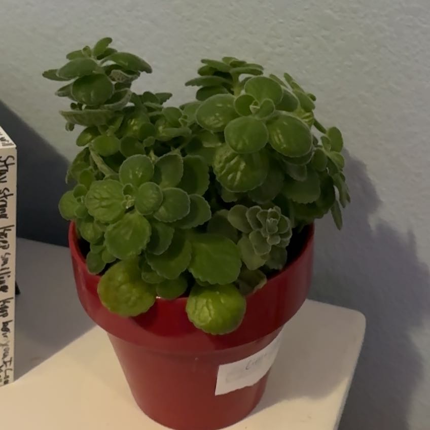 Photo of the plant species Cerveza n Lime by @SnappyRose10 named Aristotle on Greg, the plant care app