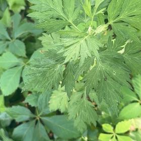 Photo of the plant species Mugwort by @FitBluebean64 named Captain Plant-it on Greg, the plant care app