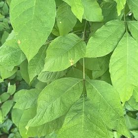 Photo of the plant species Poison Ivy by @FitBluebean64 named Athena on Greg, the plant care app