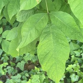 Photo of the plant species Oregon Ash by @FitBluebean64 named Oscar on Greg, the plant care app
