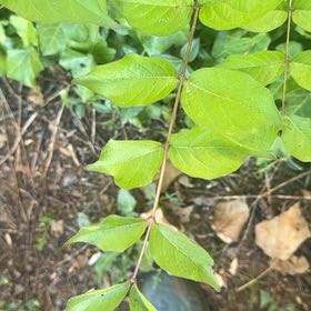 Photo of the plant species Amur Honeysuckle by @FitBluebean64 named Kobe on Greg, the plant care app