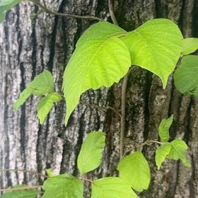 Photo of the plant species Poison Ivy by @FitBluebean64 named Khaleesi on Greg, the plant care app