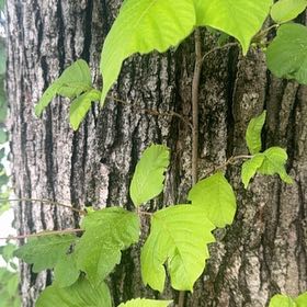 Photo of the plant species Poison Ivy by @FitBluebean64 named Elina on Greg, the plant care app