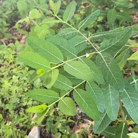Photo of the plant species Indian Hemp by @FitBluebean64 named Hemingway on Greg, the plant care app