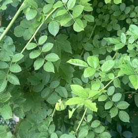 Photo of the plant species Multiflora Rose by @FitBluebean64 named Maya on Greg, the plant care app