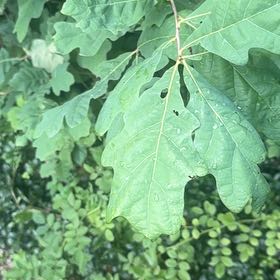Photo of the plant species White Oak by @FitBluebean64 named Denali on Greg, the plant care app