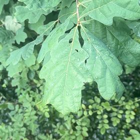 Photo of the plant species White Oak by @FitBluebean64 named Daphne on Greg, the plant care app