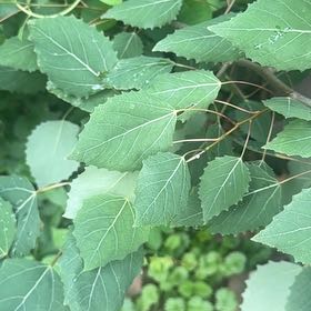 Photo of the plant species False Grape by @FitBluebean64 named Tolkien on Greg, the plant care app
