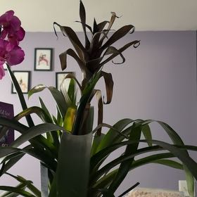 Photo of the plant species Bromeliad by @ZealKonjac87 named Rosa on Greg, the plant care app