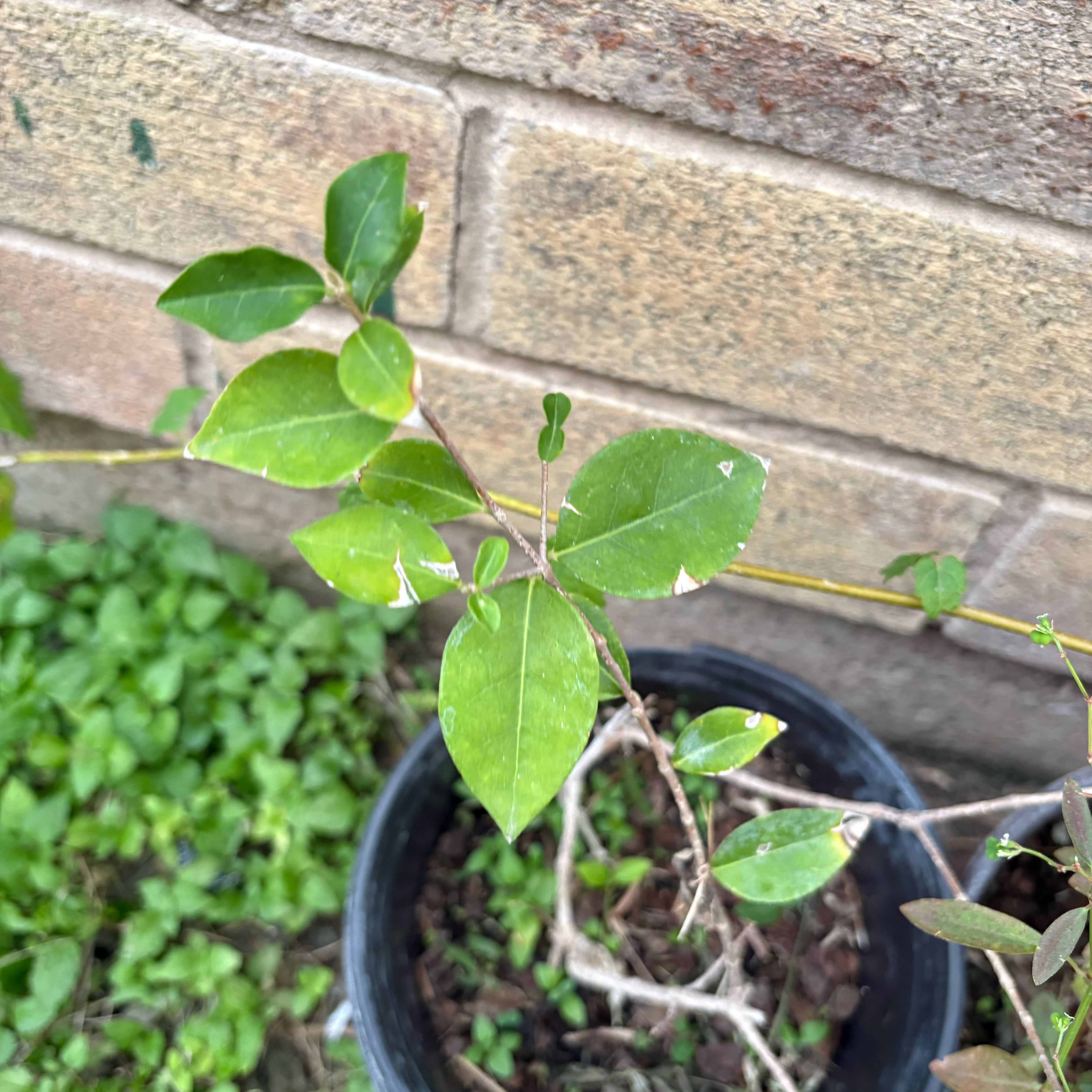 Photo of the plant species Barbados Cherry by @LavishEncina17 named Anne on Greg, the plant care app