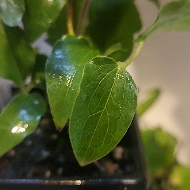 Photo of the plant species Fragrant Virgin's Bower by @TopOmnom88 named Bigleef Smalls on Greg, the plant care app