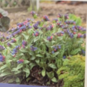 Photo of the plant species Pulmonaria 'Ann' by @HeroAsterium47 named da Vinci on Greg, the plant care app