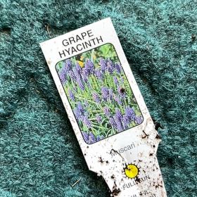 Photo of the plant species Grape Hyacinth by @HeroAsterium47 named Huckleberry Fern on Greg, the plant care app