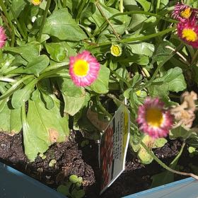 Photo of the plant species English Daisy 'Galaxy Red' by @HeroAsterium47 named Sol on Greg, the plant care app