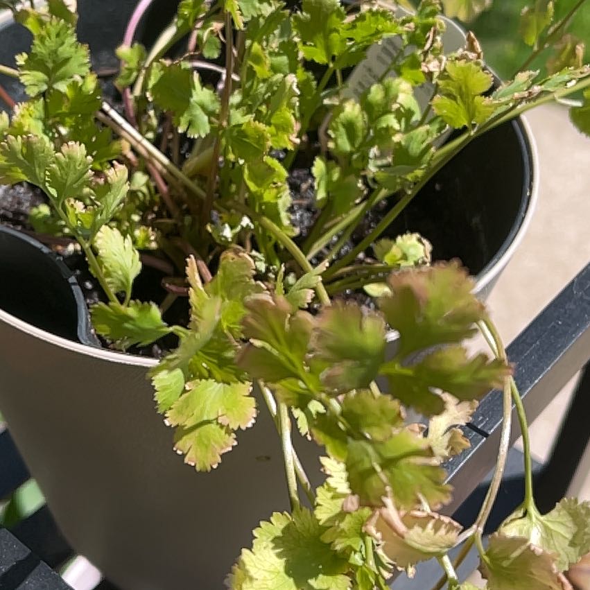 Photo of the plant species cilantro by @HeroAsterium47 named Wall-E on Greg, the plant care app