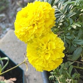 Photo of the plant species French Marigold by @HeroAsterium47 named Bruce Lee on Greg, the plant care app