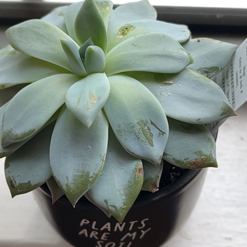 Photo of the plant species Blue Bird Echeveria by @HeroAsterium47 named Harper on Greg, the plant care app