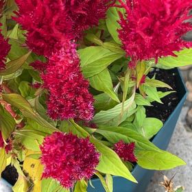 Photo of the plant species Celosia by @HeroAsterium47 named Sage on Greg, the plant care app
