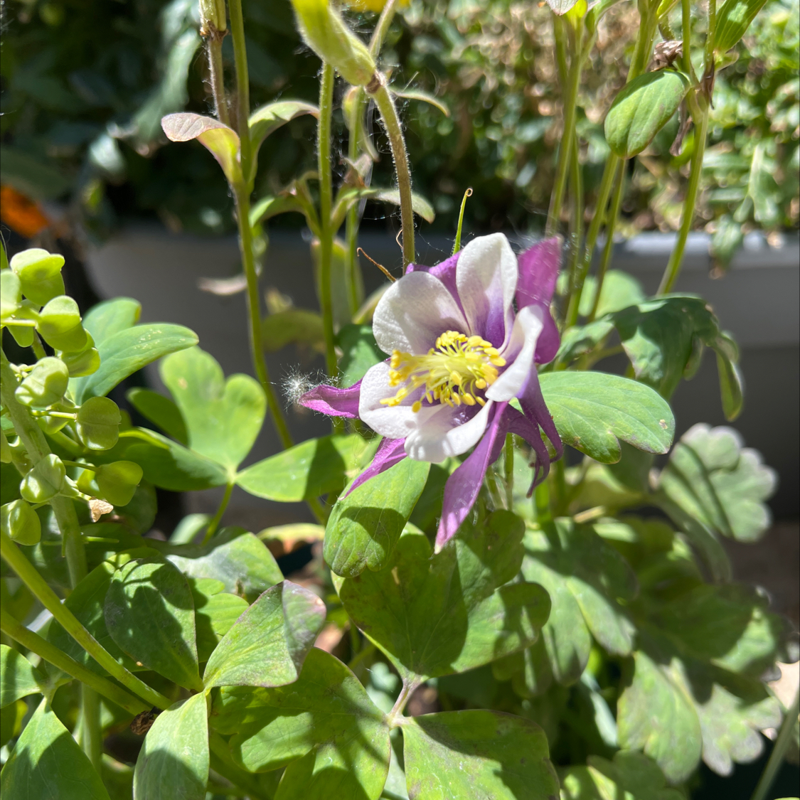 Photo of the plant species Columbine Earlybird by @HeroAsterium47 named Anne on Greg, the plant care app