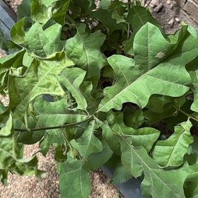 Photo of the plant species Water Oak by @UnspoiledMum84 named Queen on Greg, the plant care app