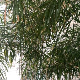 Photo of the plant species Yellow Oleander by @MightyGinseng0 named Dax on Greg, the plant care app