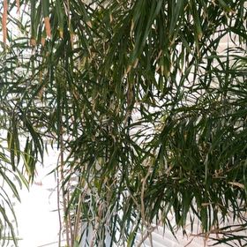 Photo of the plant species Desert Willow by @MightyGinseng0 named Zion on Greg, the plant care app