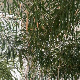 Photo of the plant species Yellow Oleander by @MightyGinseng0 named Figyonce on Greg, the plant care app