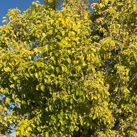Photo of the plant species Common Pear by @VividWorm81 named Athena on Greg, the plant care app